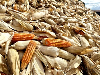 Harvested ears of corn are piled up in the drying yard. Golden yellow ears of corn are harvested and waiting to be sent to the processing factory.