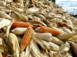 Harvested ears of corn are piled up in the drying yard. Golden yellow ears of corn are harvested and waiting to be sent to the processing factory. - 706096620