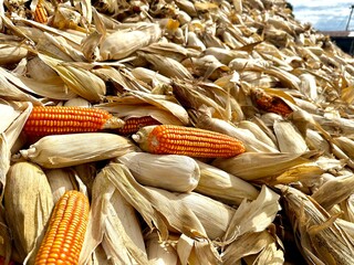 Harvested ears of corn are piled up in the drying yard. Golden yellow ears of corn are harvested and waiting to be sent to the processing factory. - 706096638