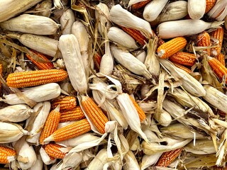 Harvested ears of corn are piled up in the drying yard. Golden yellow ears of corn are harvested and waiting to be sent to the processing factory. - 706096657