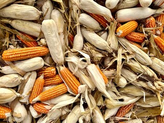 Harvested ears of corn are piled up in the drying yard. Golden yellow ears of corn are harvested and waiting to be sent to the processing factory. - 706096672