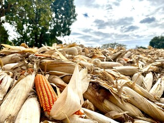 Harvested ears of corn are piled up in the drying yard. Golden yellow ears of corn are harvested and waiting to be sent to the processing factory.