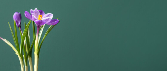 Beautiful crocus flowers on green background with space for text