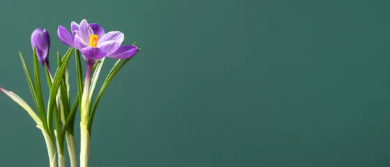 Fotobehang Beautiful crocus flowers on green background with space for text © Pixel-Shot