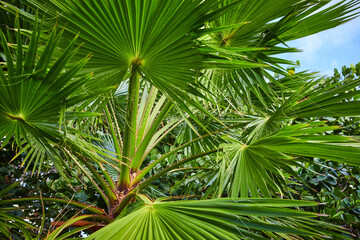 Tropical Palm Fronds Canopy, Lush Green Foliage, Upward View