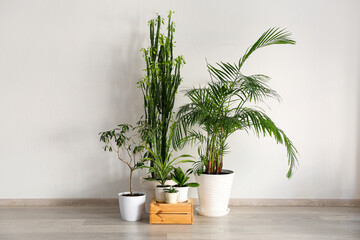 Green houseplants with wooden box near light wall in room