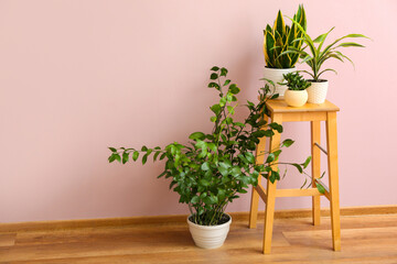 Stool with green houseplants near pink wall in room