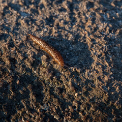Obraz na płótnie Canvas Slug on a rock in morning sunlight