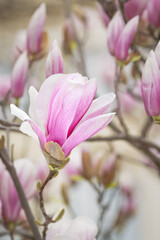 Pink magnolia flower on blurred background