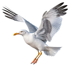 Obraz premium Seagull isolated on the transparent background