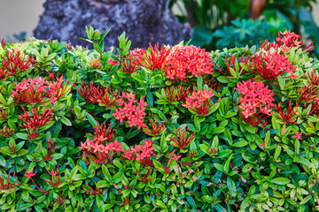 Vibrant Red Ixora Flowers in Lush Garden, Eye-Level Perspective