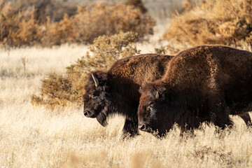 A pair of American bison buffalo © Boyce