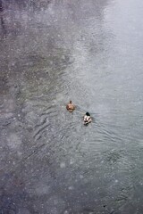 Two ducks swimming in the snowy pond during the snowstorm 