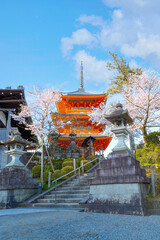 Kiyomizu-dera temple in Kyoto, Japan with beauiful full bloom sakura cherry blossom in spring