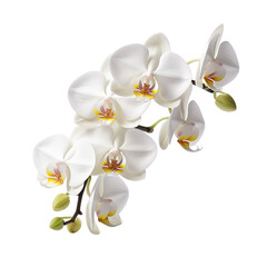Obraz premium white orchid flower