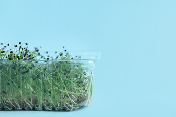 Plastic container with fresh micro green on blue background, closeup