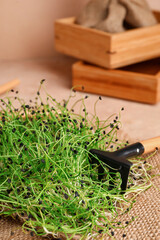 Fresh micro green with rake on table, closeup