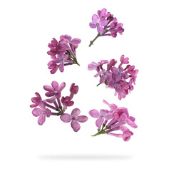 Fototapeta na wymiar Aromatic lilac flowers falling on white background