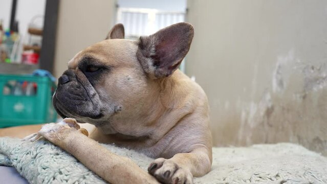 Cut dog lying on pillow looking at camera while holding rawhide bone indoor.