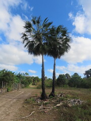 Palm trees on dirt road