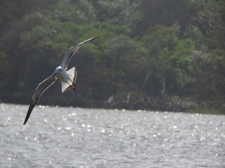 Flying