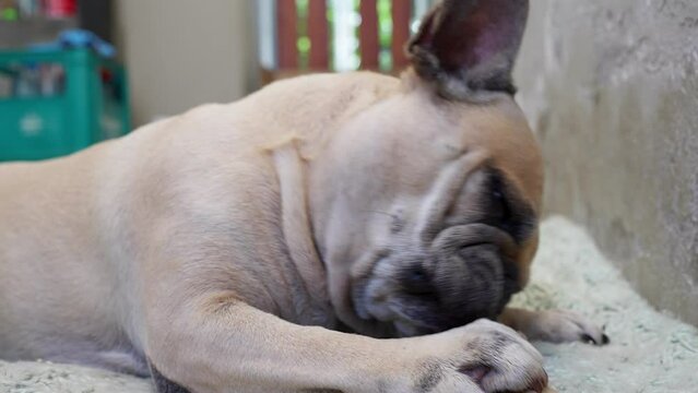 French bulldog lying indoor eating rawhide bone.