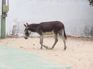 donkey and foal - obrazy, fototapety, plakaty