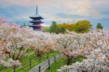 Ninna-ji Temple in Kyoto, Japan during beautiful full bloom cherry blossom season - 706118676