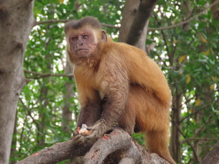 macaque sitting on a tree