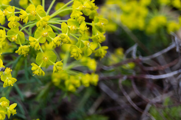 マツバトウダイ（Euphorbia cyparissias）の花