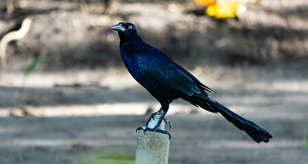 Great-tailed grackle