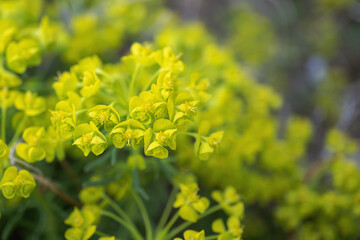 マツバトウダイ（Euphorbia cyparissias）の花をクローズアップ