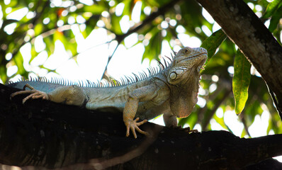 Iguana
