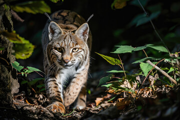 Naklejka na ściany i meble The stealthy presence of a Bobcat amidst the shadows of the forest