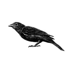 Yellow Tanager hand drawing vector isolated on background.