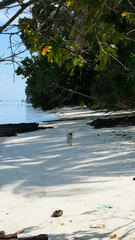 Solo dog walking along white sandy beach next to the ocean on tropical island in Raja Ampat, West Papua, Indonesia