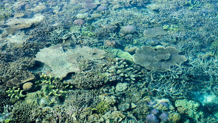 Scenic landscape view of varied, healthy and colorful coral reef in crystal clear ocean of Raja Ampat, West Papua, Indonesia