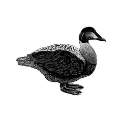 Eider hand drawing vector isolated on background.