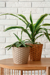 Green houseplants on table near white brick wall