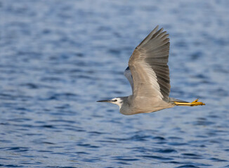 White-faced heron (Egretta novaehollandiae) in flight up the Hutt River in New Zealand