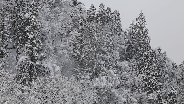 山に積もっている雪　森林　冬　イメージ