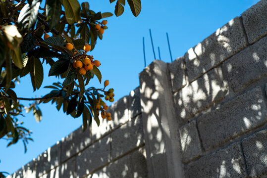 Rama de arbol de N&iacute;speros con un muro de tabiques sin terminar, con un cielo azul de fondo.