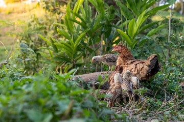 Hen and Chicks Together on a Farm Log Surrounded by Foliage.