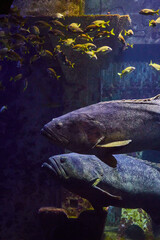 Grouper Duo in Aquarium with School of Yellow Fish - obrazy, fototapety, plakaty