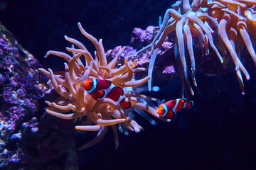Fototapeta na wymiar Clownfish Duo with Sea Anemone in Aquarium Habitat