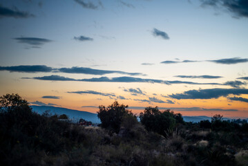 Paisaje. Arboles bajos al atardecer con un cielo azul y lineas de nubes.