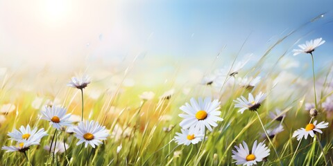 Daisies Blooming in Sunlit Colorful Meadow