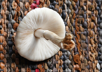 Mushroom on the Rug