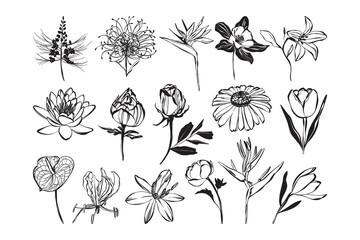 Obraz premium Flower Hand Drawn Doodle Illustration Collection