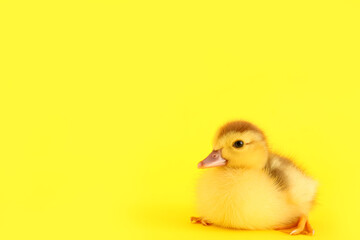 Cute duckling on yellow background